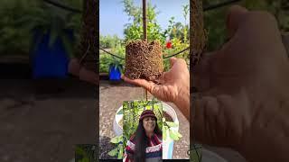  Shankhpushpi / Butterfly Pea Vine – Heart-Shaped Garden Beauty! 