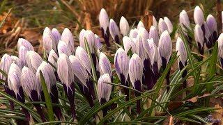 Botanical garden. First spring flowers (2019)