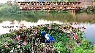 MANCING BELUT BESARSAMBARANNYA SANGAT GANAS