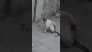Gardening #homegarden #nature #flowers #love #trending #youtubeshorts #viralvideo #gardenplants #yt