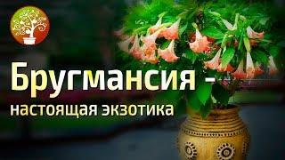 Декоративное растение - Бругмансия