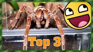 Meine Top 3 Bodenbewohnenden Vogelspinnen