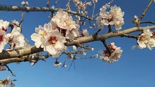 Prunus dulcis,sweet almond blooming,bajame e ëmbël e çelur(4)