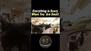 Everything Is Scary When You Are Small - Comic Comedy Club #cats