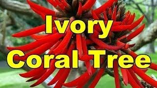 Ivory Coral Tree - Erythrina Speciosa HD Video 01