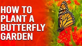 How to Plant a Butterfly Garden - Tips for Attracting Butterflies