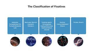 A Brief Guide to Tissue Fixation