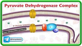 Pyruvate Dehydrogenase Complex (PDH Complex) Animation : Biochemistry USMLE Step 1