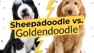 Sheepadoodle vs. Goldendoodle -  What's The Difference? 