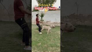 Gabbar badmash VS ranjha dog  sw pet house | Samad pets vlog | Pakistani bully dog #bullydog #dog