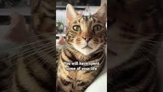 Or any pet to be honest! Who agrees? #cat #kitten #pets #cats #shortvideo #shorts #short