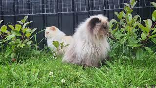 Fat Boy and Drop Chilling Outside