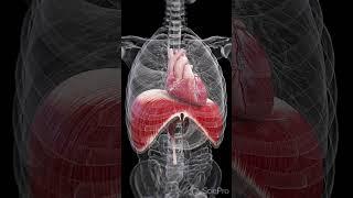 Explore the Heart and Diaphragm: Partners in Life