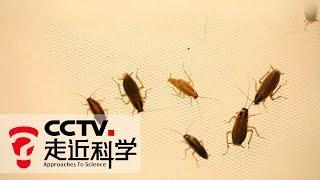 《走近科学》 真菌灭蟑螂：让蟑螂感染真菌 全窝端掉 20190220 | CCTV走近科学官方频道