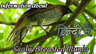 तेलिया मुनिया चिड़िया के बारे में जानकारी || Information About Scaly-Breasted Munia