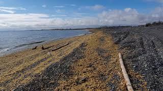 Spawning caviar on the seashore