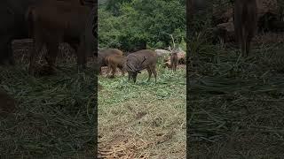 sambar Deer