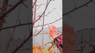кольчатки на дереве