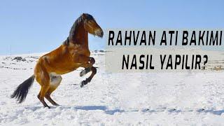 RAHVAN ATLARIN BAKIMLARI NASIL YAPILIR | RAHVAN ATLARI