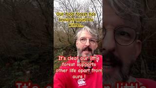 Far North little food forest has brought life and sound! #tree #foodforest #birds