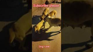 #shortsfeed#dogs#dogshorts#dogsofinstagram#reels#shortsviral#shortsyoutube#trending#shortsvideo#top