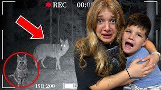 VICIOUS COYOTE Took Our Cat!  *Security Footage*