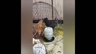 Chicks to Chickens