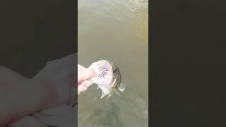 backflip #kickintheirbasstv #fishing #bait #baitfishing #baitcaster #fish #bassfishing  #monstermike