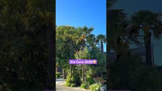 НЕВЕРОЯТНОЕ ВИДЕО О СОЧИ! #пальмы #сочи #природа #море #приколы #смешныевидео