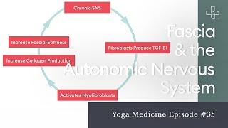 Fascia & the Autonomic Nervous System