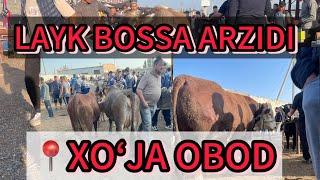 XOʻJA OBOD CHORVA BOZORI 31.08.2024. XAMMASIDAN BOR JIGARLAR!!!!