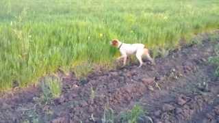 Brittany -  Epagneul Breton hunting and training in Romania: pointing a pheasant