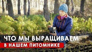 Питомник саженцев в Радосвете. Ассортимент и устройство