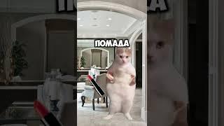 Интересно, это сколько? #shorts #cat #котики #кот #приколы #юмор