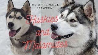 Difference Between Siberian husky and Alaskan Malamute