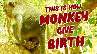 AMAZING MONKEY GIVE BIRTH