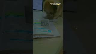 Bellla️#shistzu #subscribe #youtubeshorts #funny #youtube #cute #cutepuppy #pets #doglover #puppy