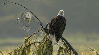 Port Hardy, BC / Eagle Nova Films' "Outdoor Treasures" Series