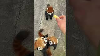 feeding red panda ️ | redpanda | shorts