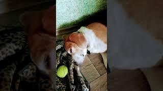 #смешныевидео #бигль #мачопес