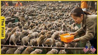 The Vietnam Rat Farming Revolution: 12 Million Rats Harvested Annually - Farming Documentary