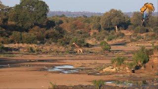 Giraffe Crossing in Beautiful African Nature Moment | Wildest Kruger Sightings