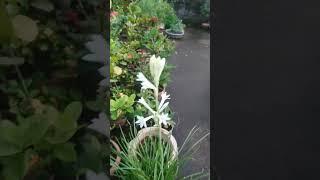 #tuberose #flowers #garden #youtubeshorts #shorts #shortsfeed #trending #gardenflowerplants