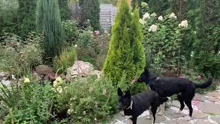 Туя западная ‘Голден Смарагд’⭐️Обзор Thuja occidentalis ‘Golden Smaragd’