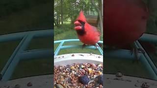 Cardinal Shows Cowbird Who's Boss.                   #birds #netvue