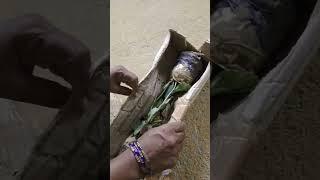 today  delivered open plant ️️️
