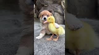 #standoff #so2 #standoff2 #2023 #film #meme #memes #music #dog #duck