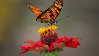 Feel-Good Sounds-Music for a Boost of Energy.‍️‍️