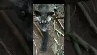 Creative Trap to Catch Civet (musang) Alive - Leg Trap #trap #civetcat #musang