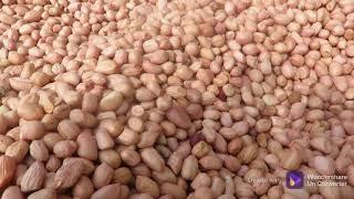 Groundnut Seed Cleaning - Mannus Wood Pressed Oil Bangalore, Cold Pressed Oil Chennai